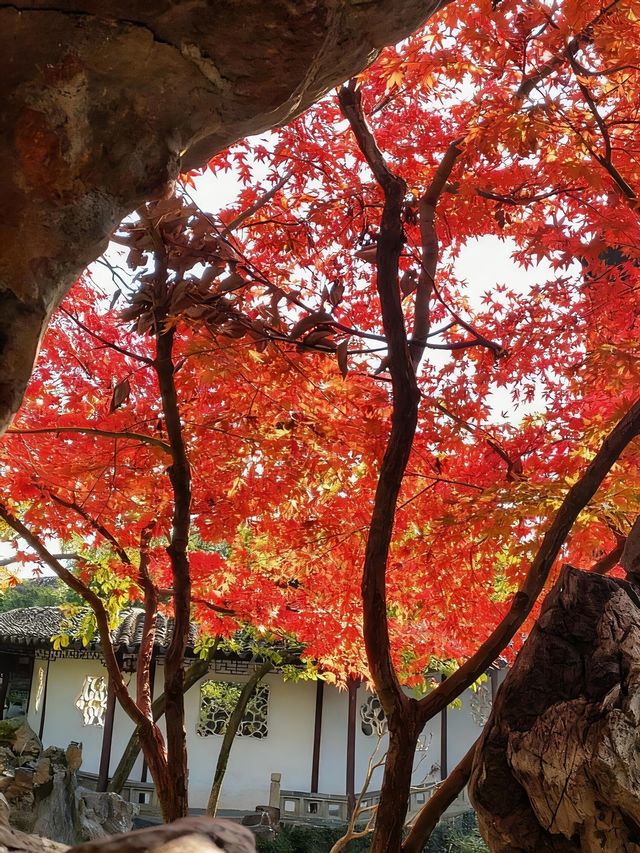 一定要去11月的蘇州，960萬平方公里的頂流