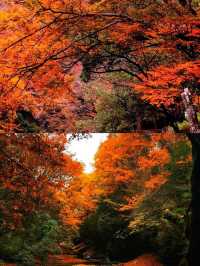 藏在四川的紅葉秘境！亞洲最大賞秋地，現在去正當時