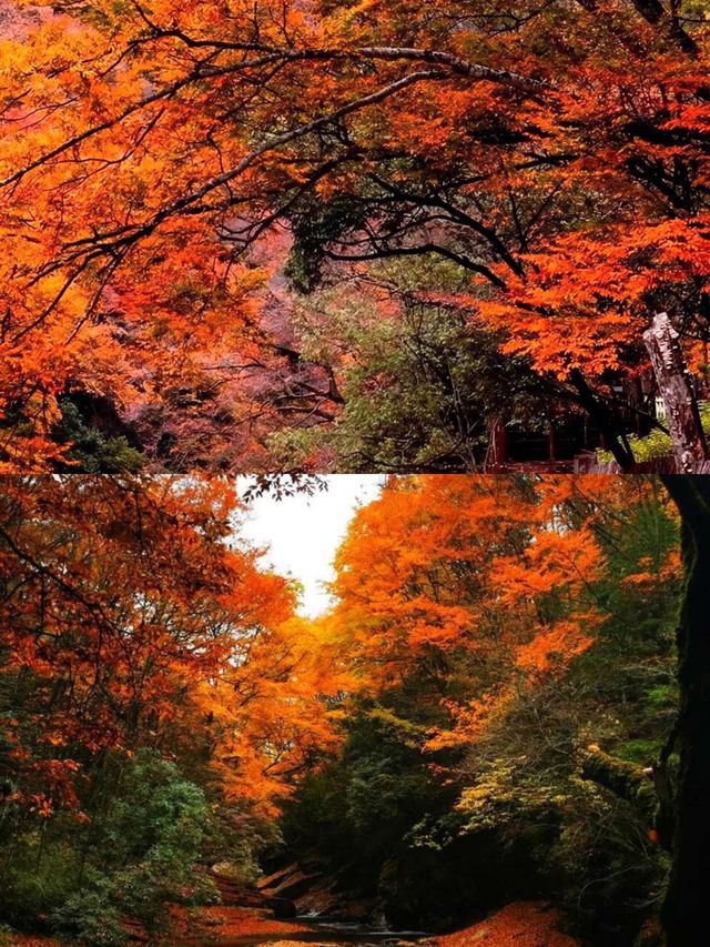 藏在四川的紅葉秘境！亞洲最大賞秋地，現在去正當時