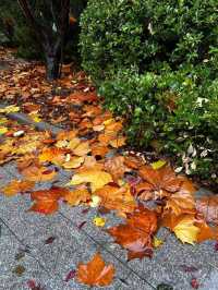 今日西安立冬,古都冬韻初顯
