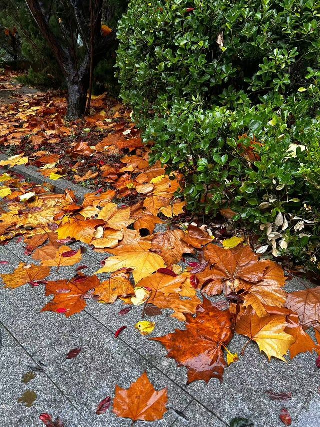 今日西安立冬,古都冬韻初顯 今日西安立冬,古都冬韻初顯
