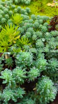 青城山免票！雲孚里莊園春秋假遛娃封神