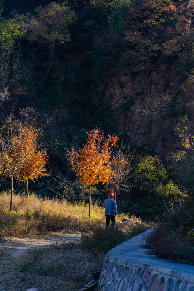 王屋山迎恩宮探店|在皇家道場尋一抹仙氣茶香 王屋山迎恩宮探店|在皇家道場尋一抹仙氣茶香