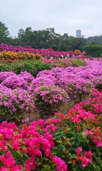 深圳:三日兩夜,玩轉活力之城