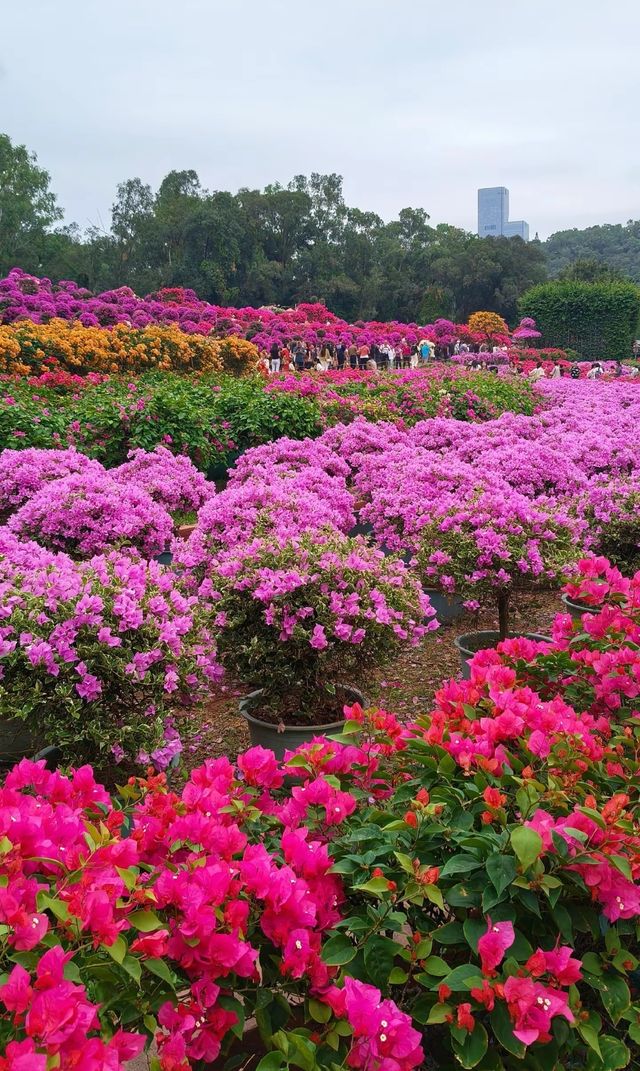 深圳:三日兩夜,玩轉活力之城 深圳:三日兩夜,玩轉活力之城