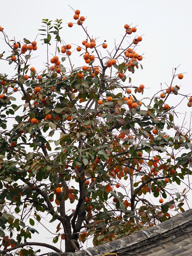 曲阜CityWalk | 走進孔子一生，感受千年儒學風韻