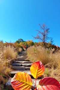 別再擠香山啦！私藏0元秘境，北京紅葉天花板！