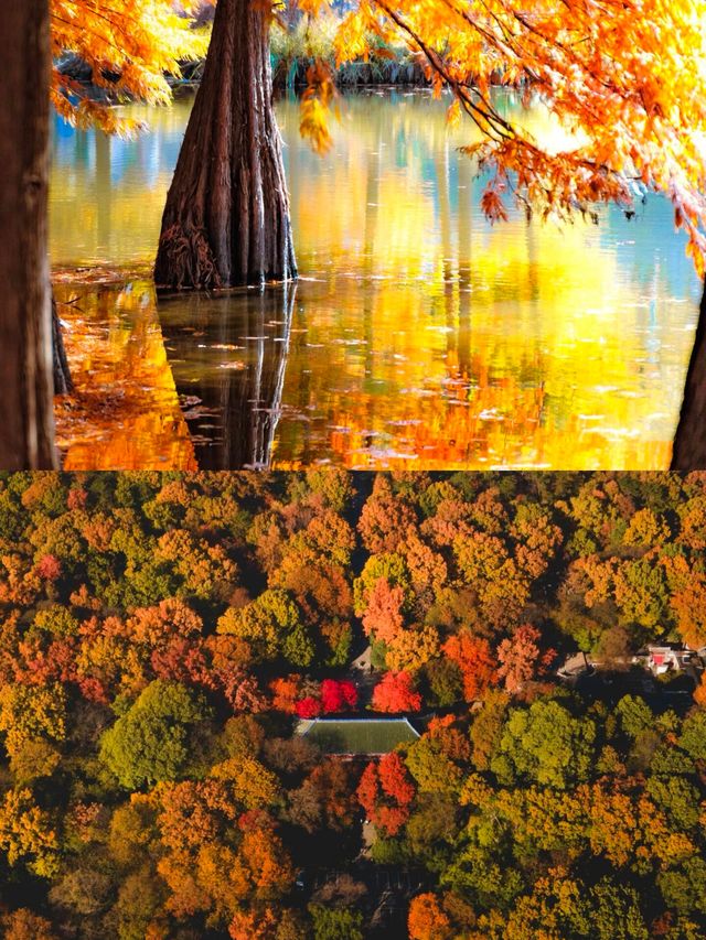 11月衝南京賞秋！18個寶藏機位+避坑指南，美到窒息