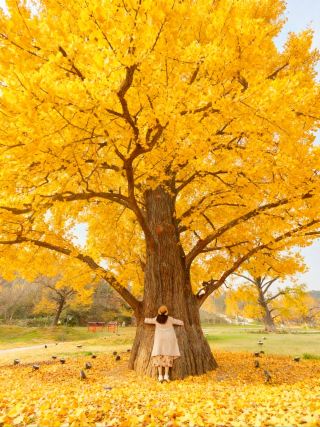 Really! Finally, it's my turn to hug this thousand-year-old ginkgo tree～