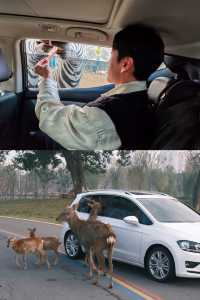 宿遷森迪自駕封神!開著車闖進動物狂歡局