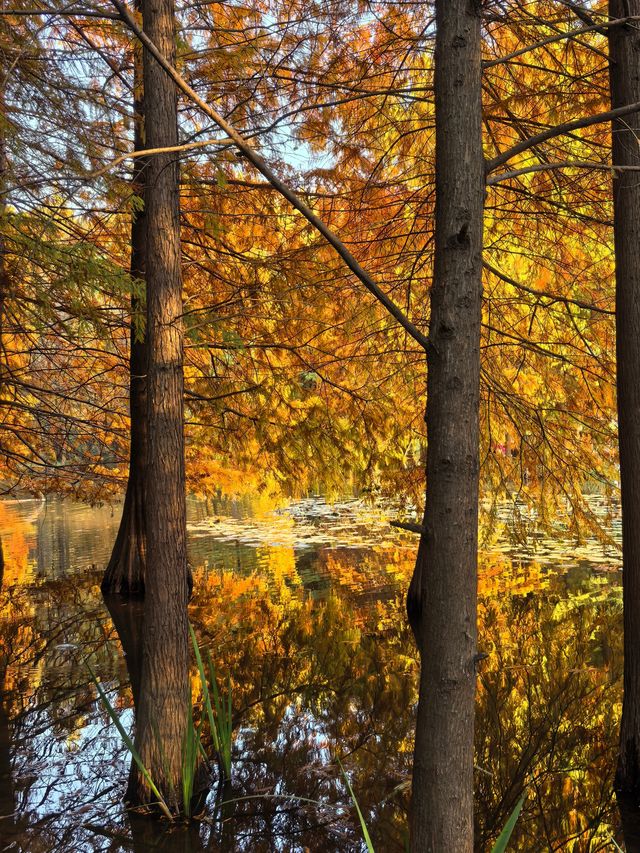 這不是燕雀湖這簡直是大自然的油畫