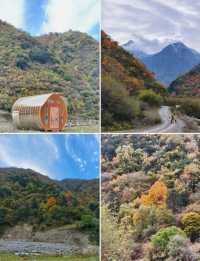 平武沙棘溝彩林形成了,付攻略!