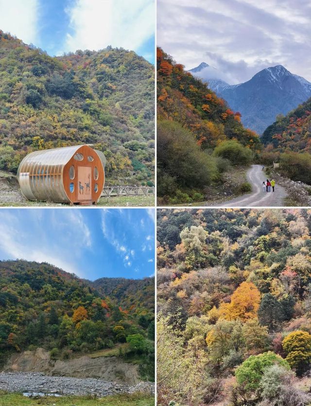 平武沙棘溝彩林形成了,付攻略! 平武沙棘溝彩林形成了,付攻略!