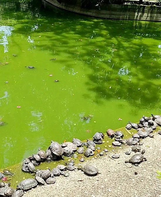 Chengdu's Cute Little Turtles Sunbathing by the Pond