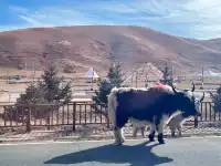 蘭州寶藏雪山一日遊|馬牙雪山-烏鞘嶺