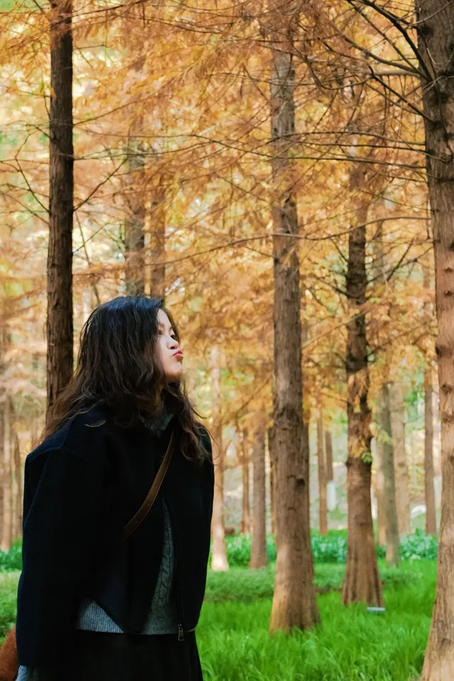德陽東湖山水杉林紅了！陽光穿透紅杉林絕美