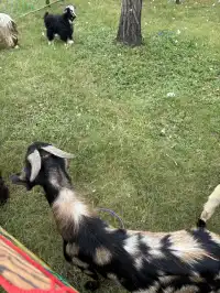 太湖龍之夢秋日奇遇動物界顯眼包集合!