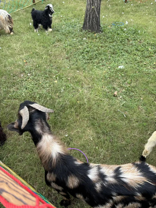 太湖龍之夢秋日奇遇動物界顯眼包集合! 太湖龍之夢秋日奇遇動物界顯眼包集合!