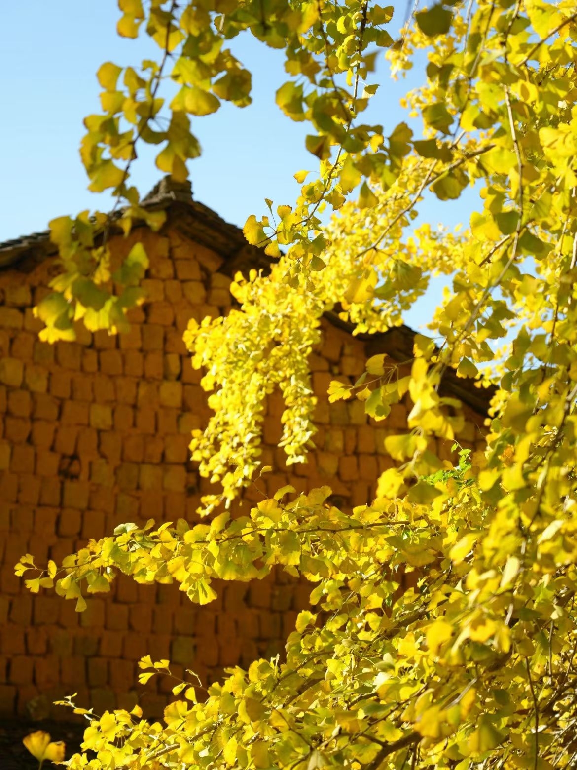 Con đường cổ xưa Golden Ginkgo