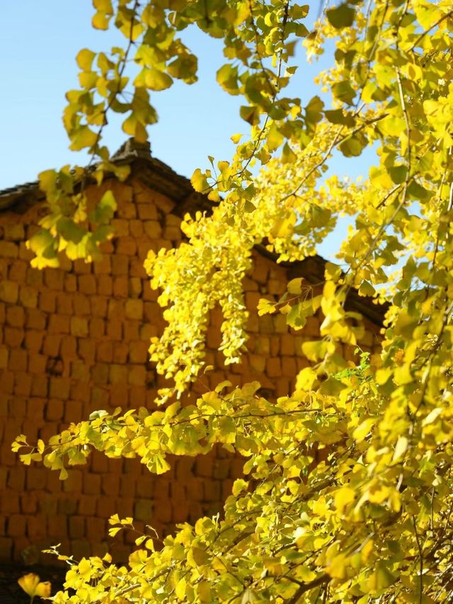 金色銀杏古道上 金色銀杏古道上