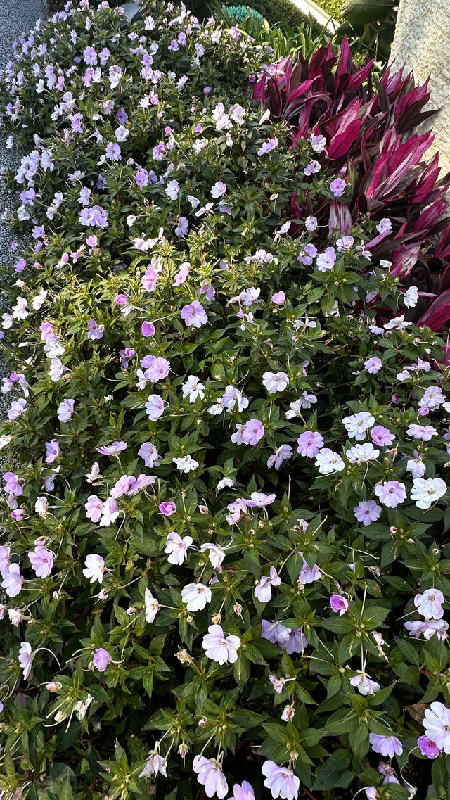 梅子湖花箋｜冬日限定的溫柔詩篇