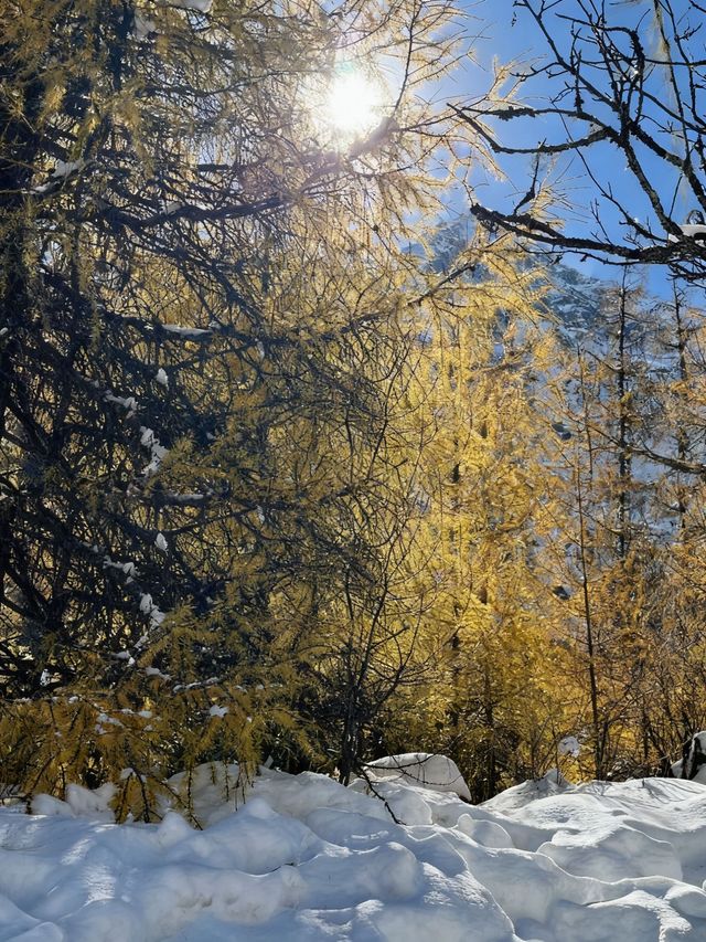 別只夏天去九寨溝，冬天才是靈魂暴擊
