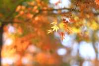 廬山賞秋必去！牯嶺鎮楓葉紅透的浪漫時光