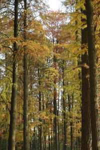 又到了武漢這個公園最美的時候