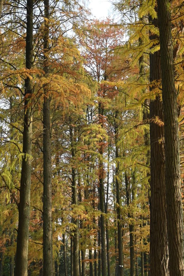 又到了武漢這個公園最美的時候 又到了武漢這個公園最美的時候