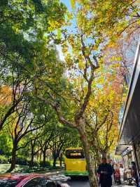 靜安輔德里公園的秋日秘境live