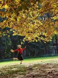 11.27這裡的絕美百年銀杏與梧桐沒人拍，快衝