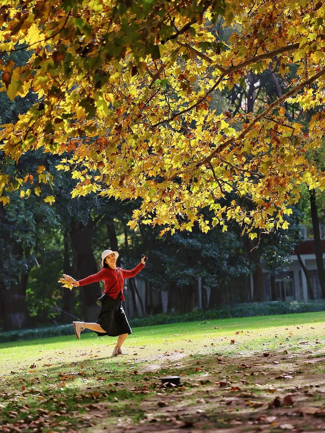 11.27這裡的絕美百年銀杏與梧桐沒人拍，快衝