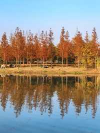 滬上秋色「杉」水畫,一半在水,一半在天