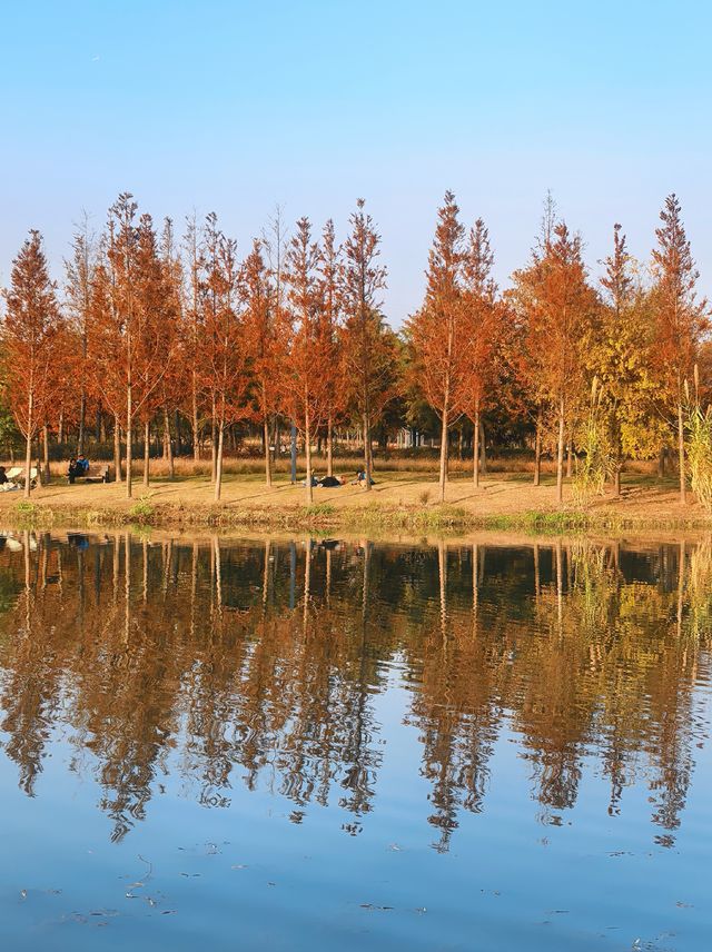 滬上秋色「杉」水畫,一半在水,一半在天 滬上秋色「杉」水畫,一半在水,一半在天