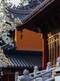 冬日限定南京包車遊太惬意啦