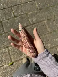 孕期旅行雲南｜沙溪古鎮、麗江 悠閒假期～