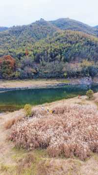 寧波徒步爬山|水杉-蘆葦蕩秋天王炸組合路線