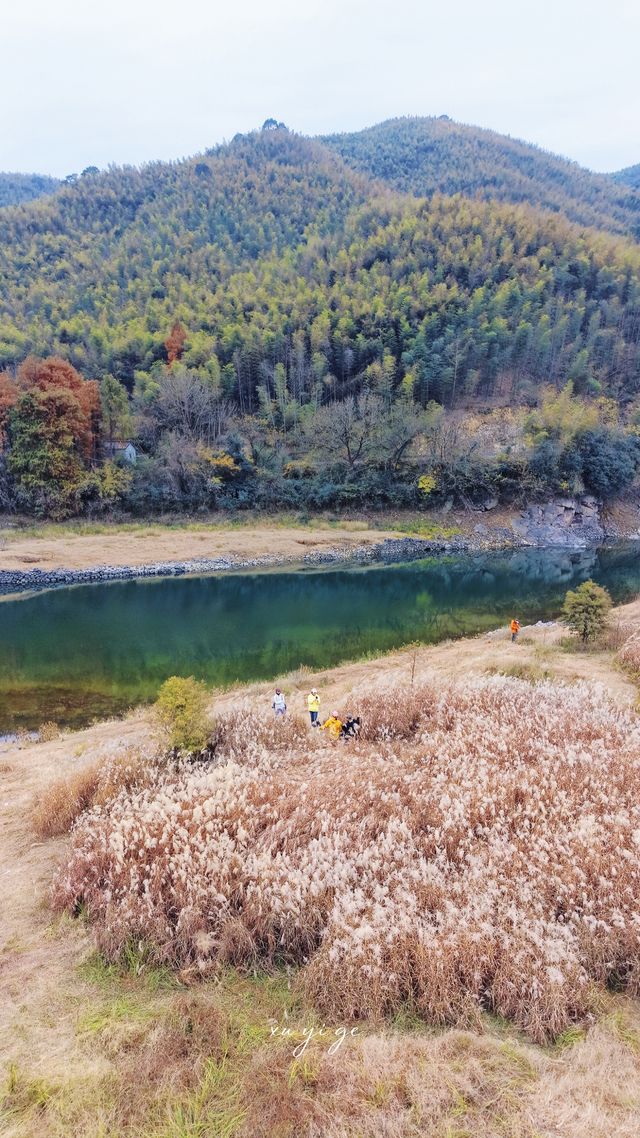 寧波徒步爬山|水杉-蘆葦蕩秋天王炸組合路線