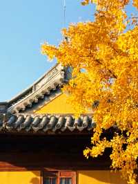 魔都秋日限定龍華寺美成古畫了!!!