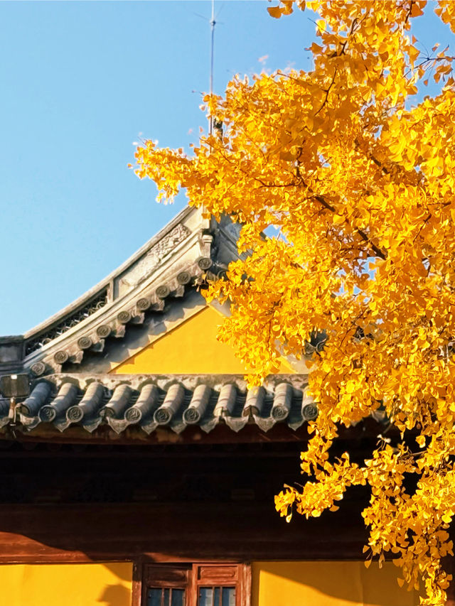 魔都秋日限定龍華寺美成古畫了!!! 魔都秋日限定龍華寺美成古畫了!!!