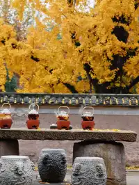 重慶銀杏|舉人樓今日實況,含「金」量超高!