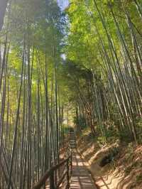 秋冬五瀉絕了！瀑布禪寺與黃金大道