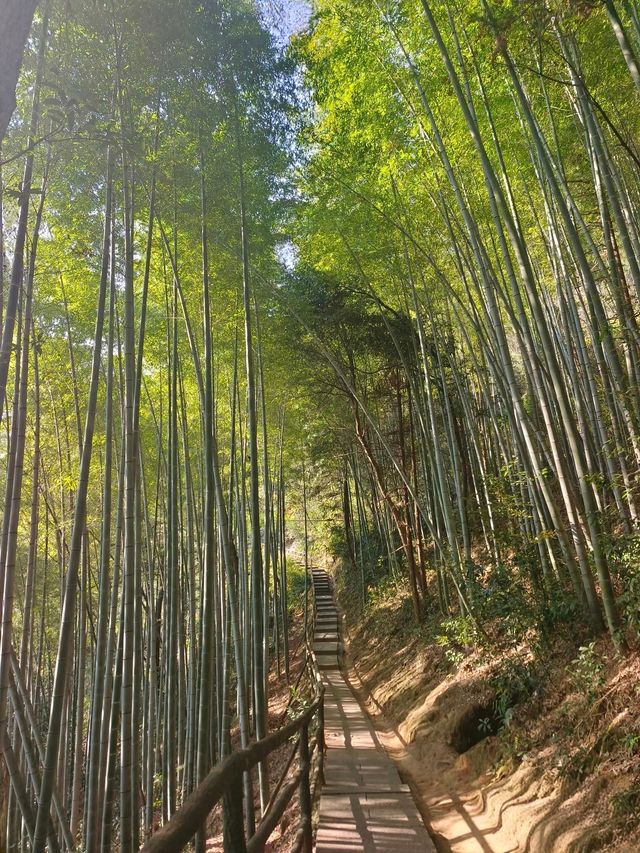 秋冬五瀉絕了！瀑布禪寺與黃金大道