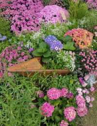 深圳仙湖植物園|遛娃寶藏地打卡賞花絕佳去處