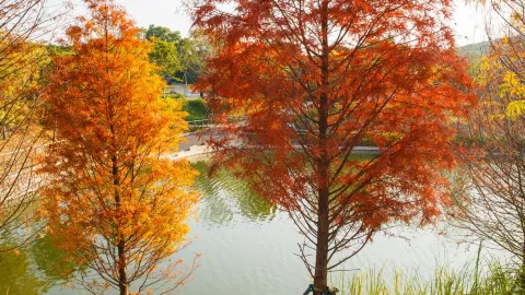 Late Autumn Lake View Photography Guide — traveler post in Three Rivers
