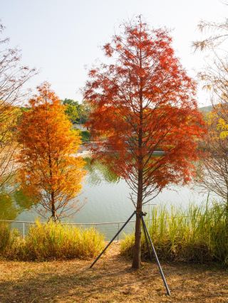 晩秋の湖景撮影ガイド