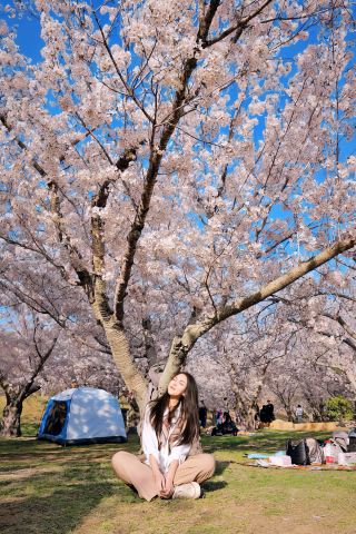 A Love Letter to Spring｜Countdown to the Full Bloom of Cherry Blossoms in Dalian