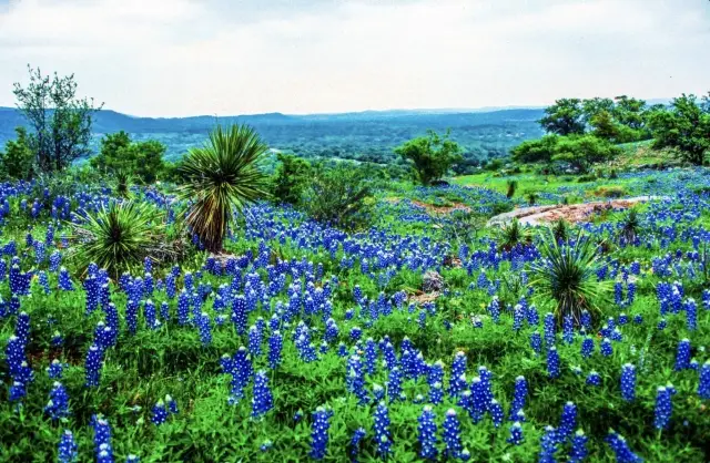 Texas In-depth Travel Guide