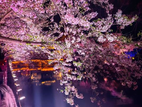 夜桜 | Trip.com 無錫