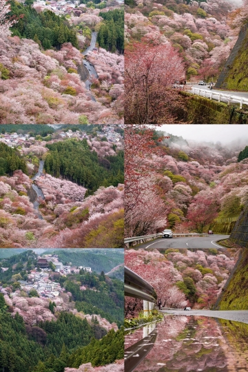 桜が炸裂！奈良・吉野山の春限定の夢の世界 | Trip.com 吉野町